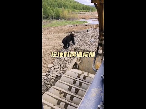 野外遇見棕熊千萬不要大意，別看它憨厚無害的樣子，實則它正一步步謀劃著怎麼吃掉你 #動物的迷惑行為 #動物世界 #棕熊 thumbnail