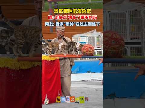 景区猫咪表演杂技，这得花了多少冻干小零食才能把猫猫训成这样！ thumbnail