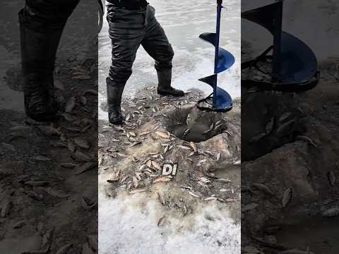 Cara Panen Ikan Tanpa Memancing! thumbnail