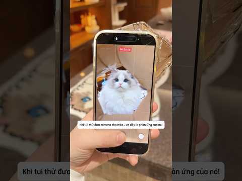 Khi mèo lần đầu thấy camera #shorts thumbnail