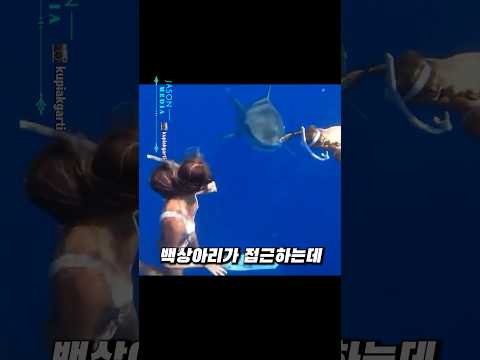 상어돌진했을때 이렇게해야 살수있습니다 thumbnail