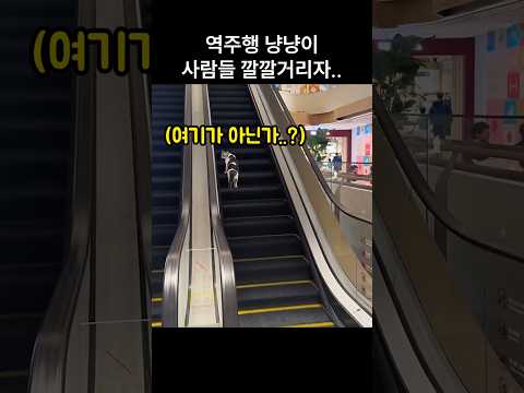 "웃기냥?.." 역주행 놀림 당한 냥냥이가 보란듯이 한 행동 thumbnail