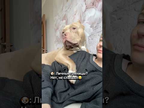 Булочка -липучка? thumbnail