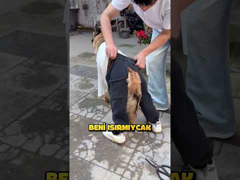 Köpeğin Pantolonunu Yanlışlıkla Mahvetti.. ?? thumbnail