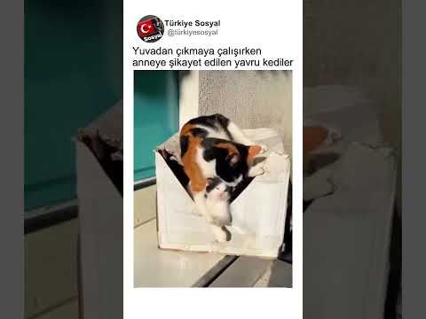 Yuvadan Kaçmaya Çalışan Yavruları Anne Kediye İspiyonlayan Adam🤣😂 thumbnail