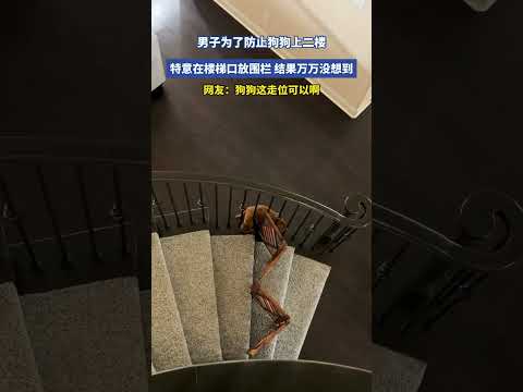 男子為了防止狗狗上二樓，特意在樓梯口放圍欄，結果萬萬沒想到。網友：狗狗這走位可以啊。 thumbnail