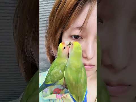 Dua burung beo, keduanya menakjubkan. thumbnail