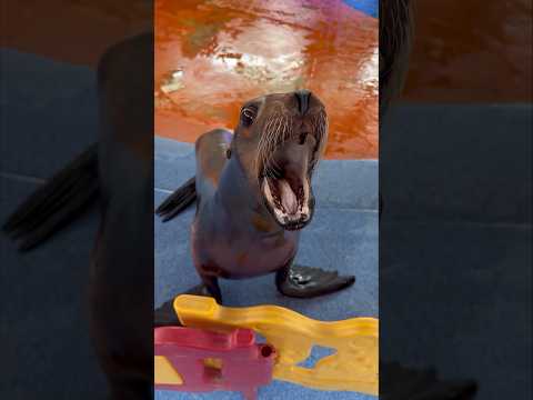 Wait For End😳How Dog from Sea Bark😱😂😂 #usa #viral #animals #newyork #dog #sea thumbnail