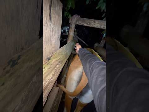INJEKSI VITAMIN PADA SAPI BALI DIKANDANG BARU thumbnail