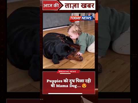 Puppies को दूध पिला रही थी Mama Dog… 😍 तभी Baby भी पहुंच गया और फिर जो हुआ, देखकर हंसी नहीं रुकेगी! thumbnail