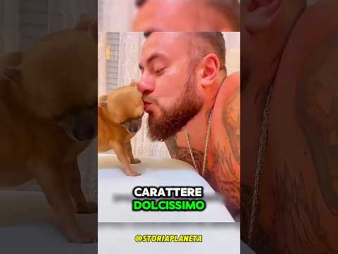 Tutti prendevano in giro quel cagnolino… ma lui cambiò la vita di un uomo #shorts #italia #shorts thumbnail
