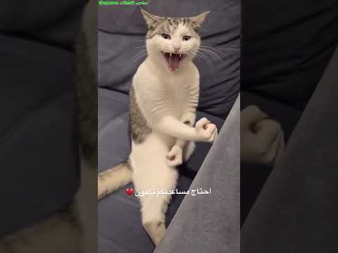 هذا الرجال عنده أغرب قطوة بالعالم ?? thumbnail