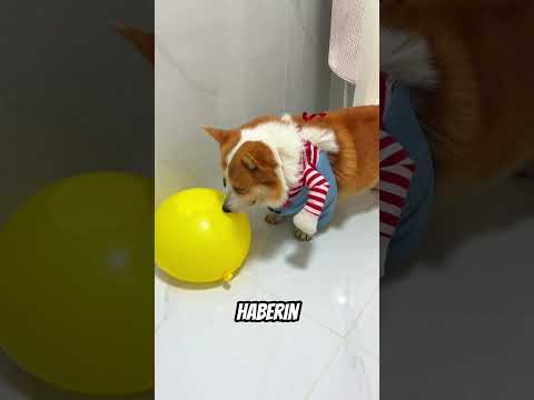 Köpeği Bu Sefer Kandırmadılar 🤣 thumbnail