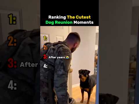 Ranking The Cutest Dog Reunion Moments #dog thumbnail