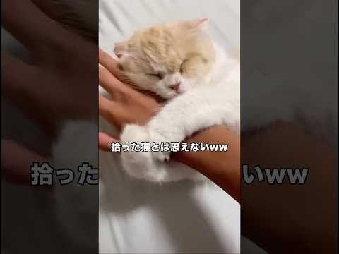 拾って1週間の時くらいの動画です #捨て猫 #野良猫 #保護猫 #shorts thumbnail