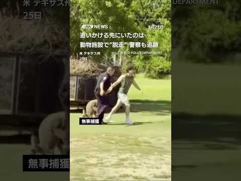 動物施設で“脱走”警察も追跡　追いかける先にいたのは…　アメリカ #shorts thumbnail