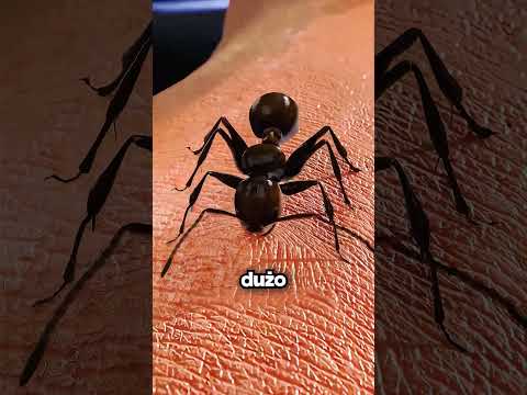 Najgroźniejsza Mrówka W Kolonii 🐜🔥 thumbnail