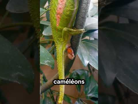 ? Tu n’as sûrement jamais vu ça dans la nature ! #animaux #nature #caméléon thumbnail