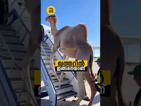 വളർത്തുമൃഗങ്ങൾക്കായി കോടികളുടെ ആഡംബര വിമാനങ്ങൾ, ഖത്തറിൽ ഇങ്ങനെയാണ് 😮 thumbnail