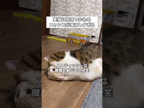 好きすぎて抱きついちゃう猫が可愛すぎる #保護猫 #猫 #ハグ #shorts thumbnail