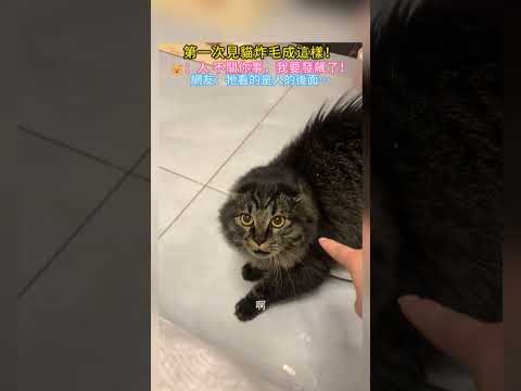 第一次見貓炸毛成這樣😱❗ 🐱：人 別說話 我要發動攻擊了💢 網友：大半夜這樣真的很嚇人😱 #cat #cute #funny #shorts #cutecat thumbnail