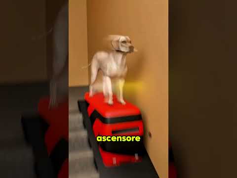 Il Cucciolo con l’Ascensore Più Tenero del Mondo thumbnail