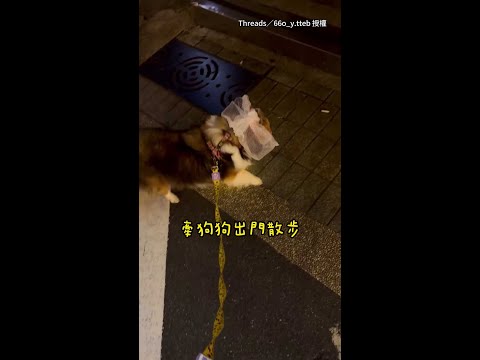 【防誤食老鼠藥】狗狗散步整顆頭包起來！ 奴才笑：看起來像準備去捕蜂XD #Shorts thumbnail