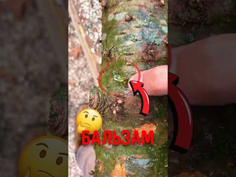 🌲 Почему у этого дерева странные пузыри? #интересно #природа #бальзамическаяпихта thumbnail