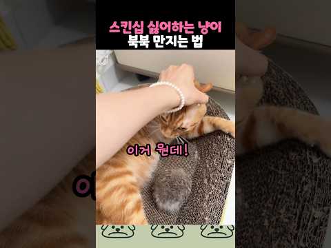 스킨십 거부하는 고양이 마음껏 만지는 방법 thumbnail