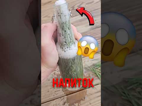 🌲 Не выбрасывай сосновые иголки! #сосновыеиголки #дикиедрожжи #природныйнапиток thumbnail