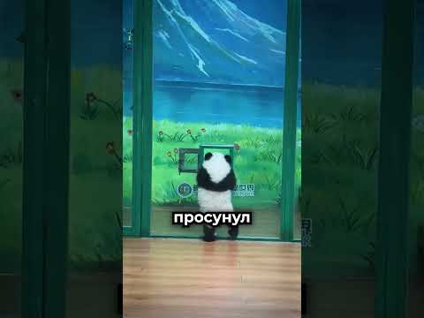У этой панды был гениальный план побега 🐼 thumbnail