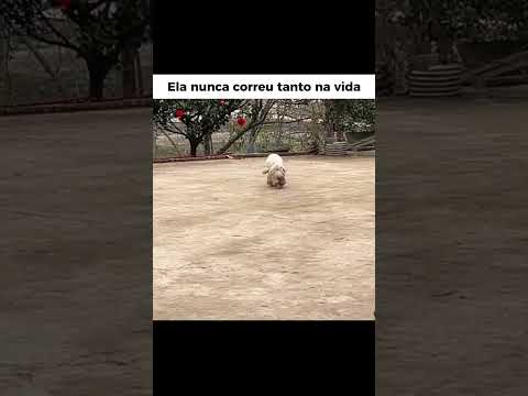 "Não vou correr não em" kkkkkkkk thumbnail