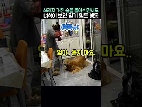 쓰러져 거친 숨을 몰아쉬면서도 리트리버가 보인 믿기 힘든 행동 thumbnail