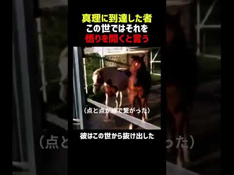 全てを理解してしまった馬 悟りを開く thumbnail