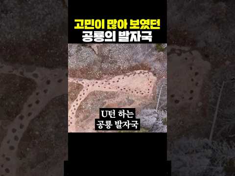 고민이 많아 보였던 공룡의 발자국 thumbnail