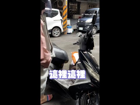 【我要跟著阿嬤～】柴柴不願離開阿嬤　直接跳上機車當跟屁蟲XD｜#寵物雲 #shorts thumbnail