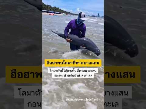 พบโลมาเกยตื้นที่หาดบางแสน 16/5/69 #โลมา #บางแสน #ชลบุรี #shortvideo #shorts thumbnail