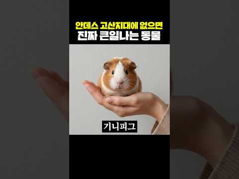 안데스 고산지대에 없으면 진짜 큰일나는 동물 thumbnail