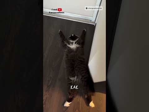 Любимая Поза Кота Кекса 😹 thumbnail