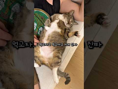 콧방귀 뀌는 고양이 thumbnail