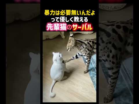 暴力は必要無いんだよって優しく教える先輩猫のサーバルキャット?✨ #癒し #感動 #猫 #サーバルキャット #ペット #cat #shorts thumbnail
