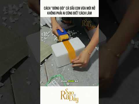 CÁCH "ĐÓNG GÓI" CÁ SẤU CON VỪA MỚI NỞ KHÔNG PHẢI AI CŨNG BIẾT CÁCH LÀM thumbnail