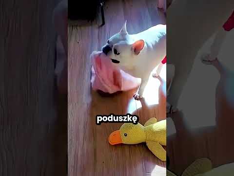 Ten Pies kocha wygrzewać się na słońcu thumbnail