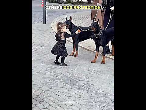 Normal dog VS King of protection thumbnail