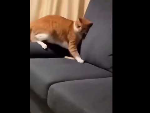 Scaredy Cat PANICS… Over A DEAD Mouse thumbnail
