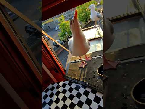 Feeding My Pet Seagull Babies Salmon! thumbnail