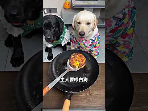 白狗不吃也要先喂黑狗，太懂事了? thumbnail