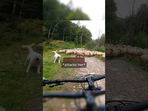 Never Ride Through a Flock of Sheep thumbnail