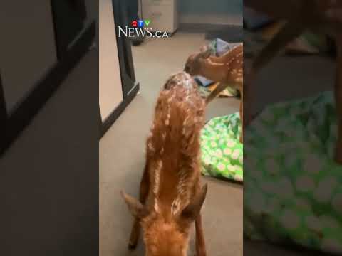 Police rescue orphaned fawns after mother hit by car thumbnail