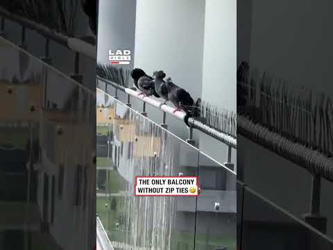 Mugged off by some pigeons 😂 thumbnail